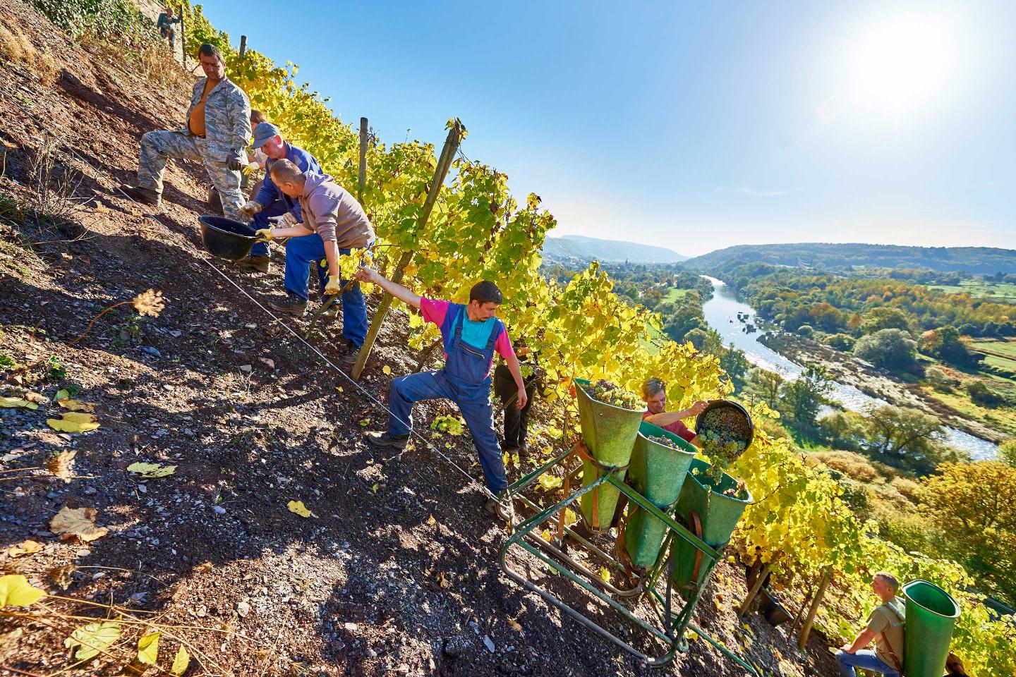 German-Wine-Van-Volxem-Vineyard-02