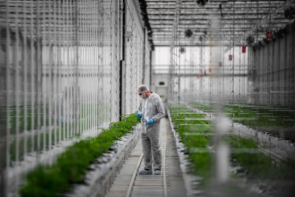As Europe’s Cannabis Industry Opens Up, Established Canadian Companies Are Pouncing