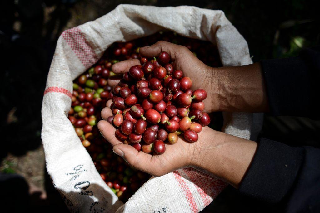 Coffee beans in Indonesia