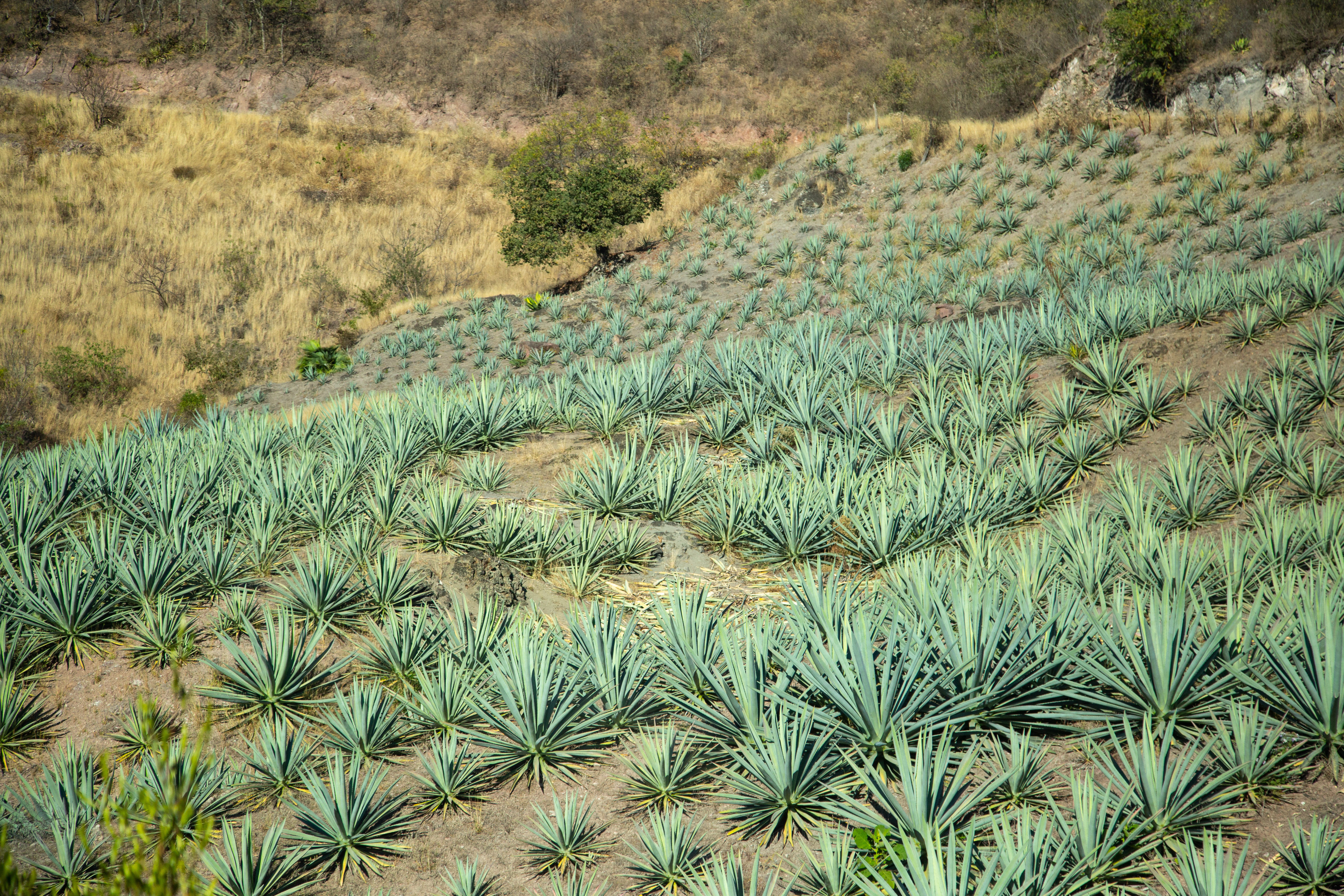 How Mezcal's Boom Is Helping Lift Makers Out of Extreme Poverty | Fortune
