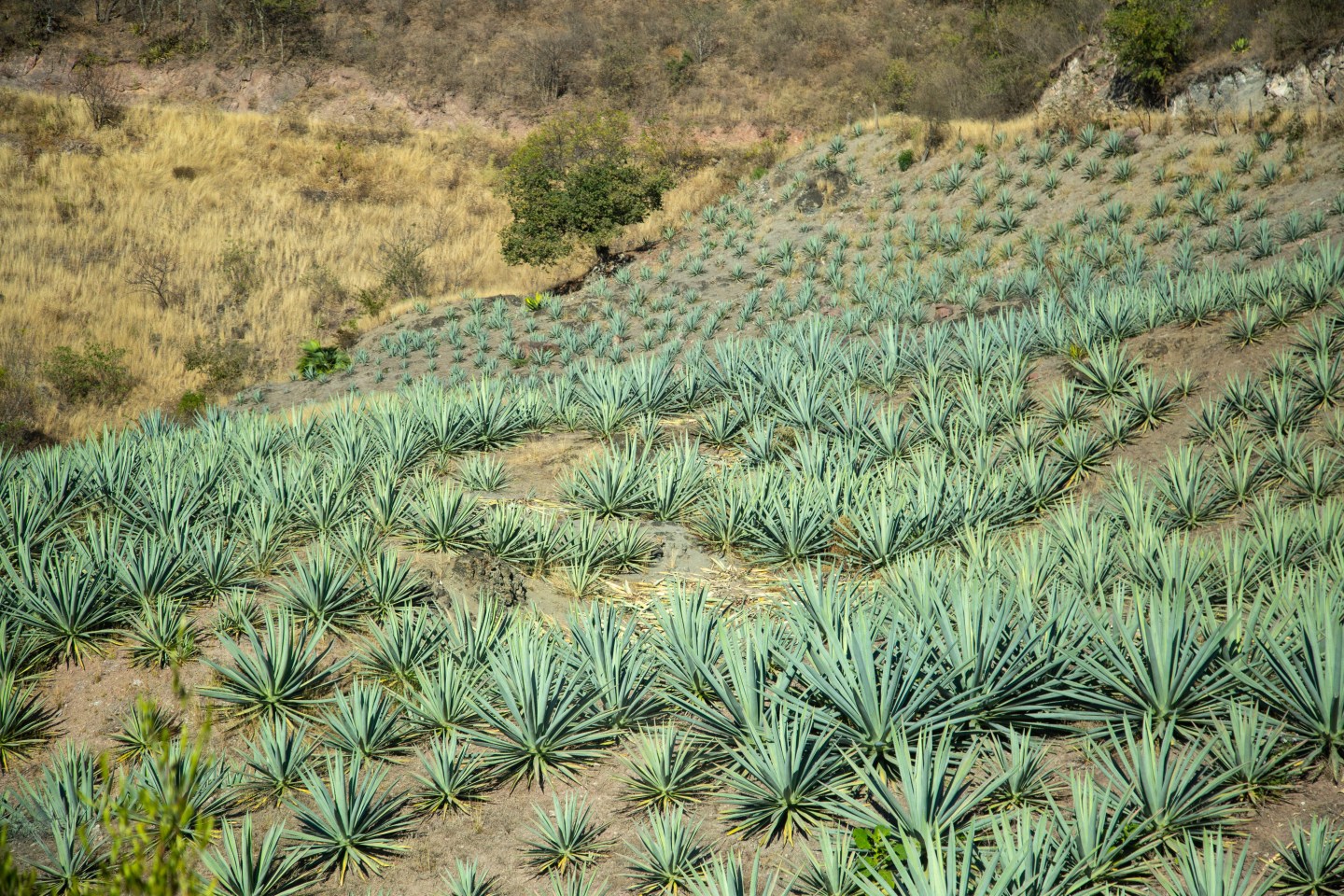 Fields of agave are a common site around Santa Ana del Rio.