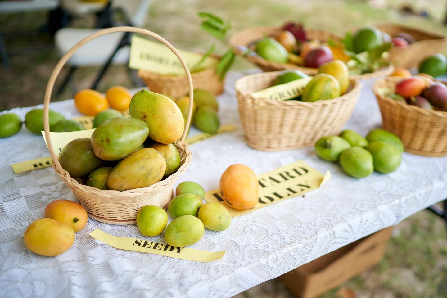 Nevis Island-Mangos