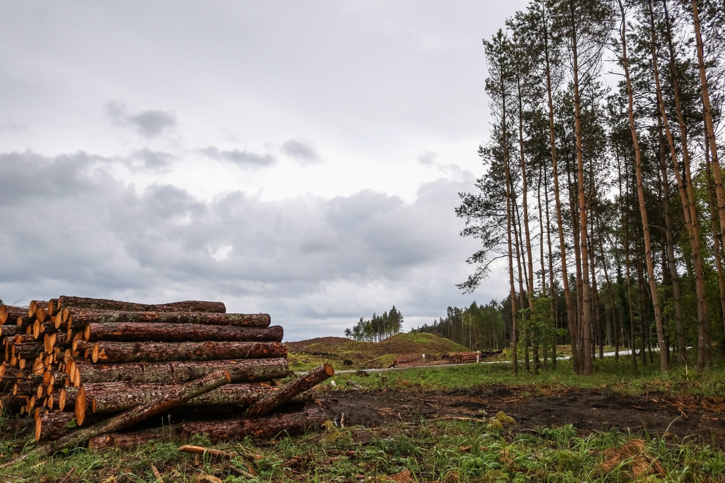 Mass forest logging place is seen between Skowronki village and Krynica Morska, Poland on 17 May 2019.