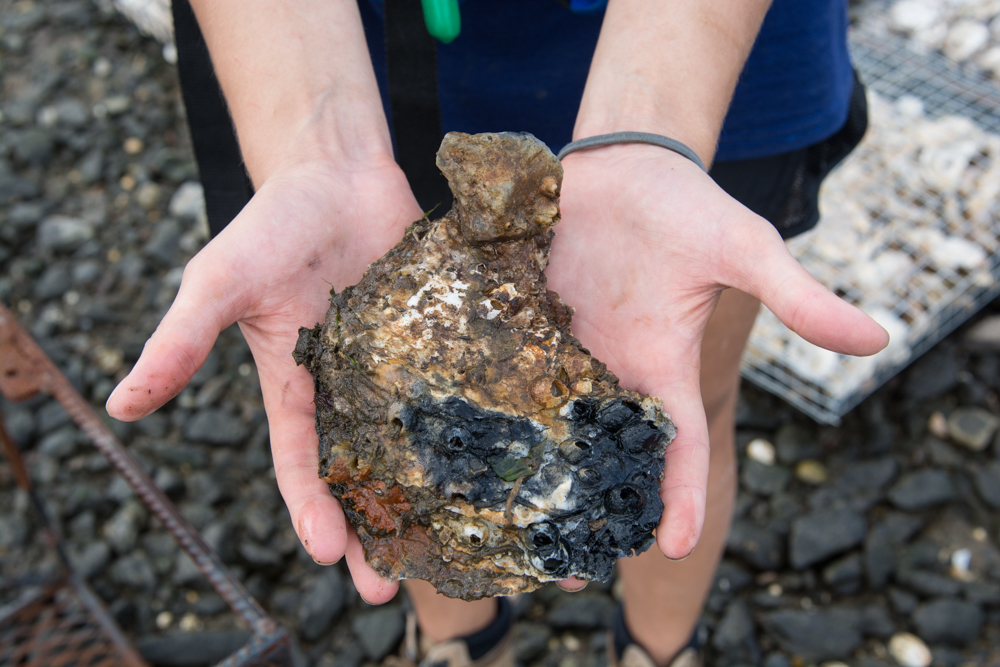 Shots from an oyster reef installation at Bush Terminal Park in Sunset Park, Brooklyn, N.Y.