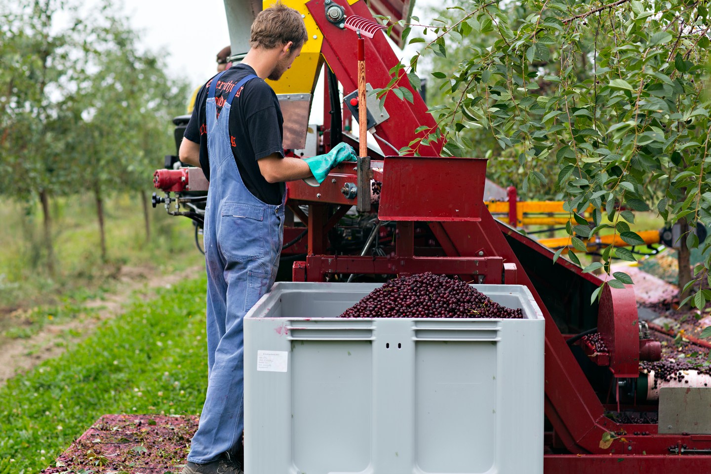 Fruit Wine-Frederiksdal-Harvest