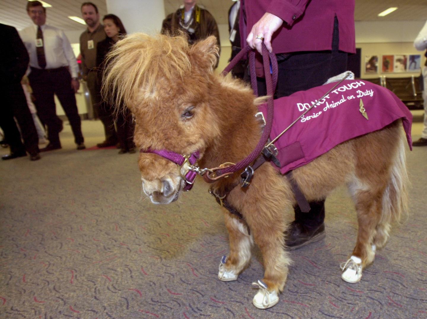 DOT Clears Pit Bulls, Miniature Horses to Fly as Service Animals