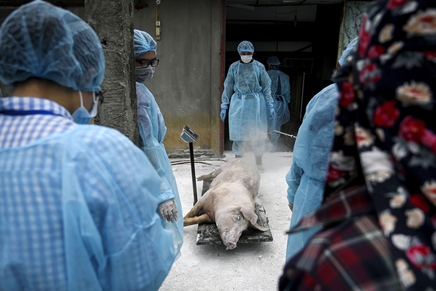 Pig Ebola in China-Pork Industry