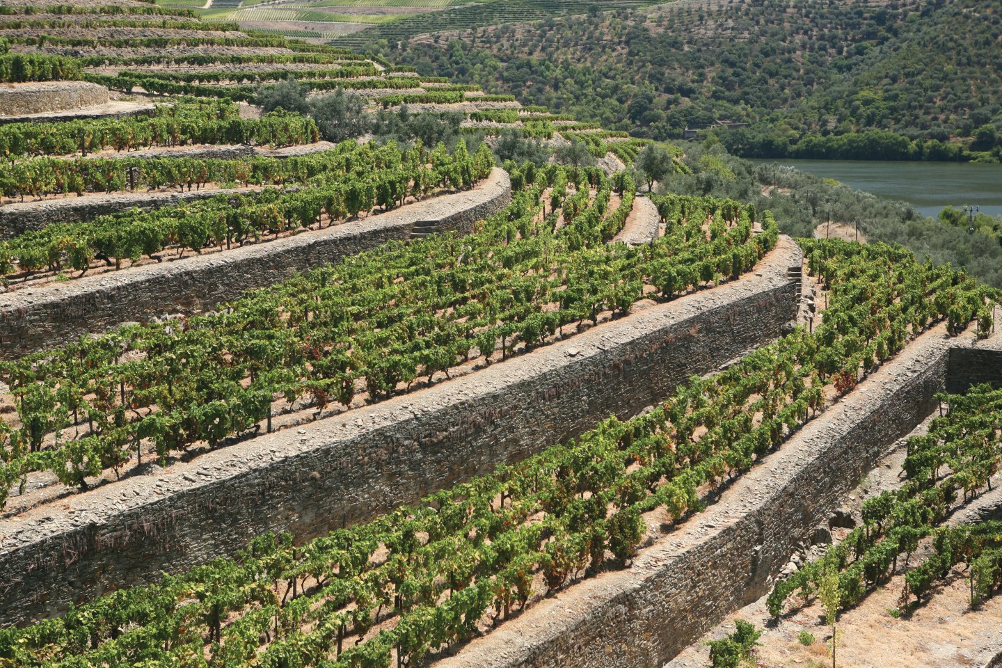 Portugal-Croft-Vineyard