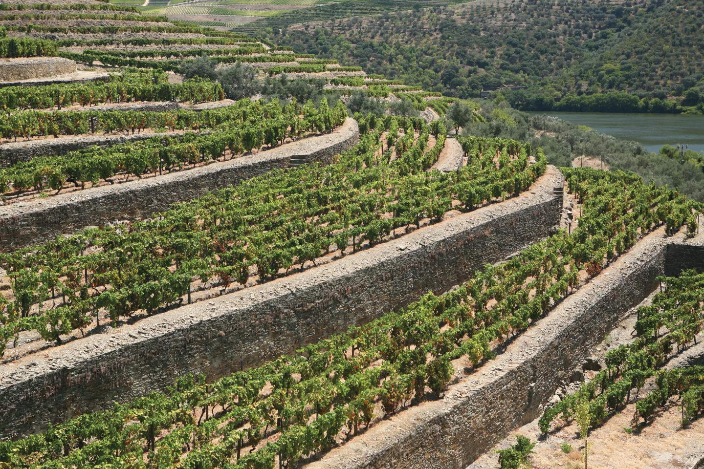 Portugal-Croft-Vineyard