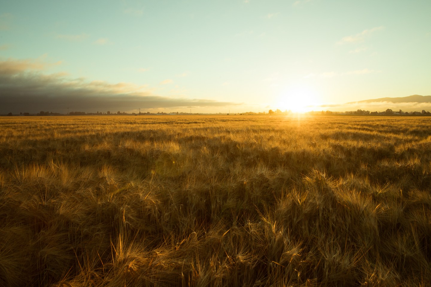 Skagit Valley, Washington State.