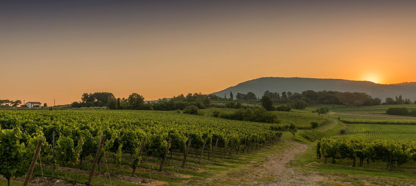 Can New Grapes Save the Wine Industry From Climate Change?