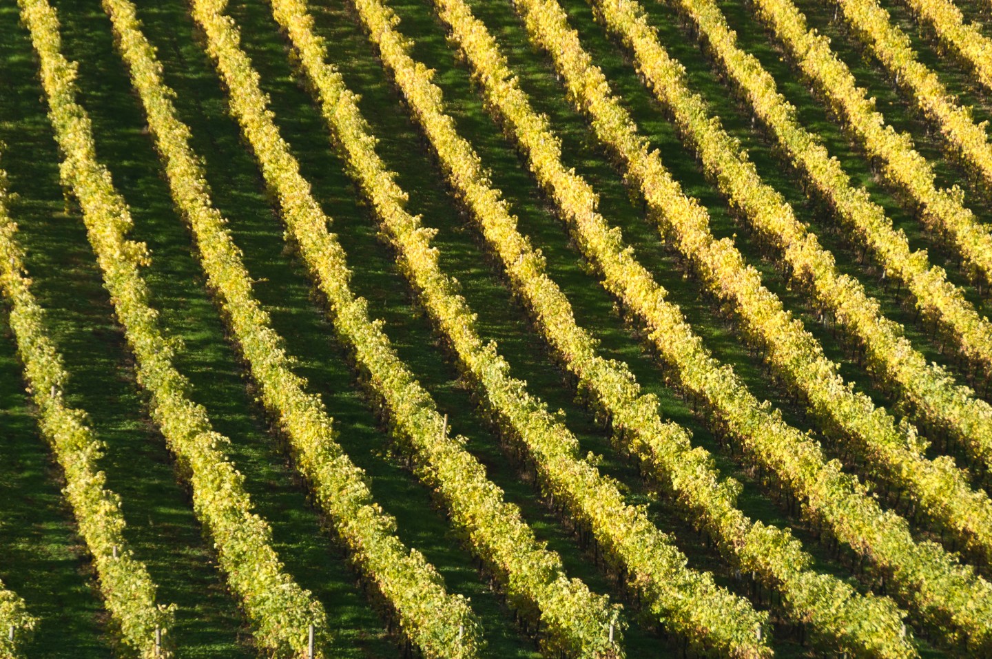 How the $3.6 Billion Cognac Industry Is Trying to Outrun Climate Change
