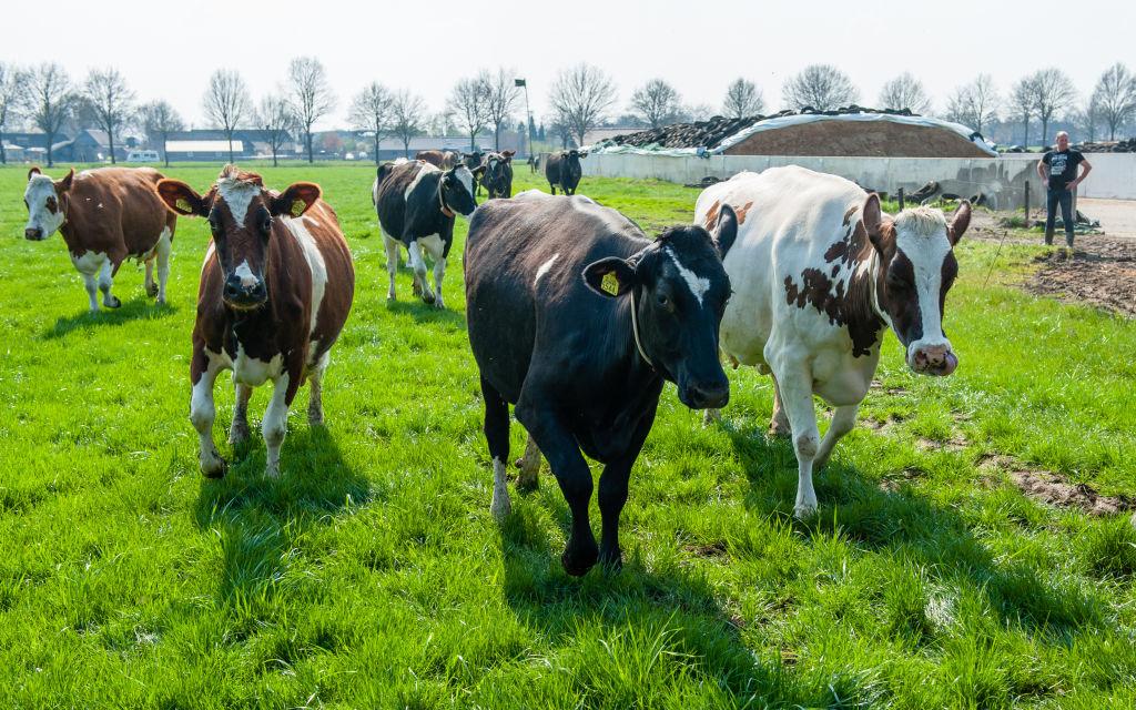 Cows Come Outside For The First Time In 2019