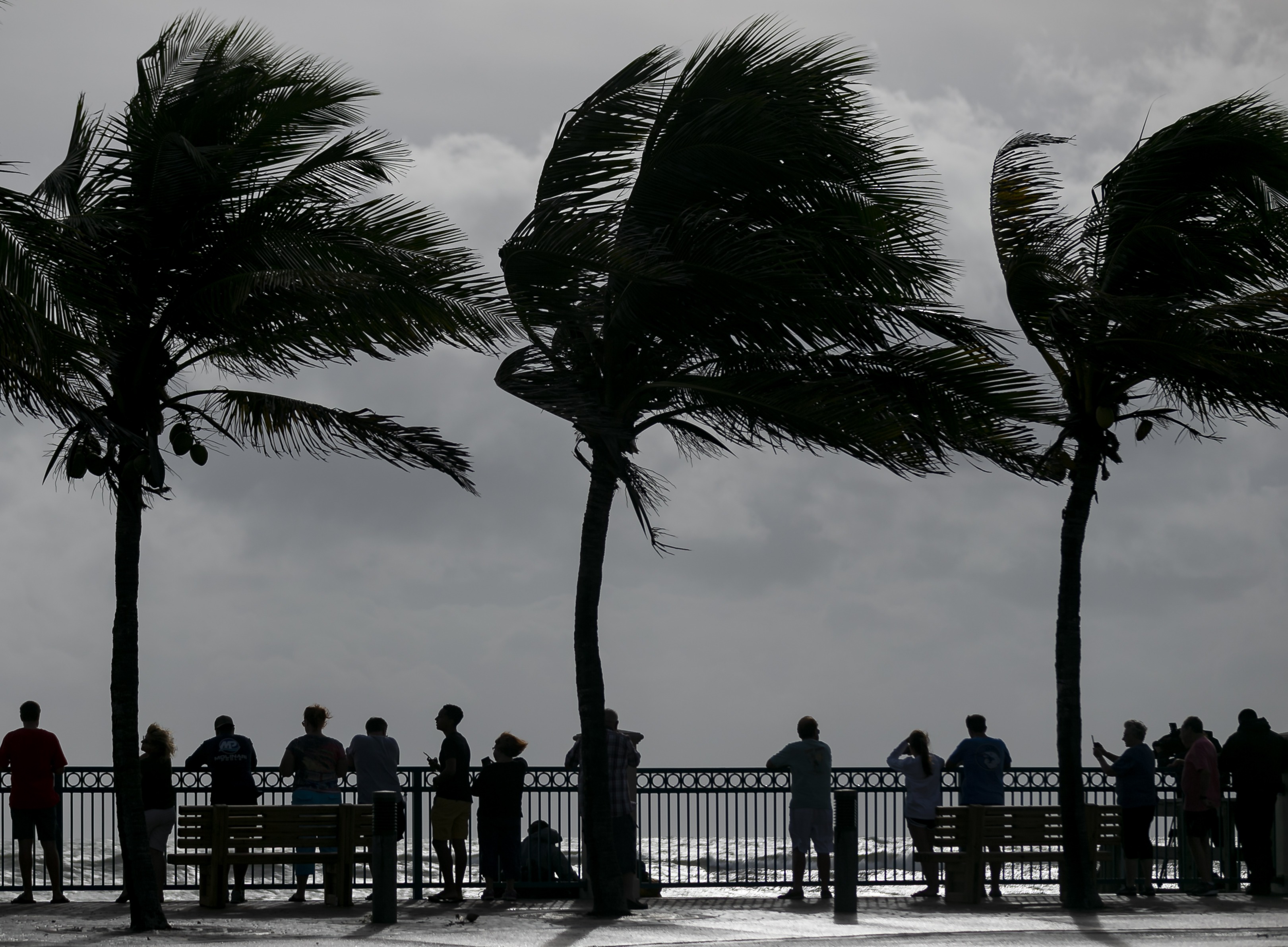 Large palm trees are blown by the strong winds of Hurricane Dorian
