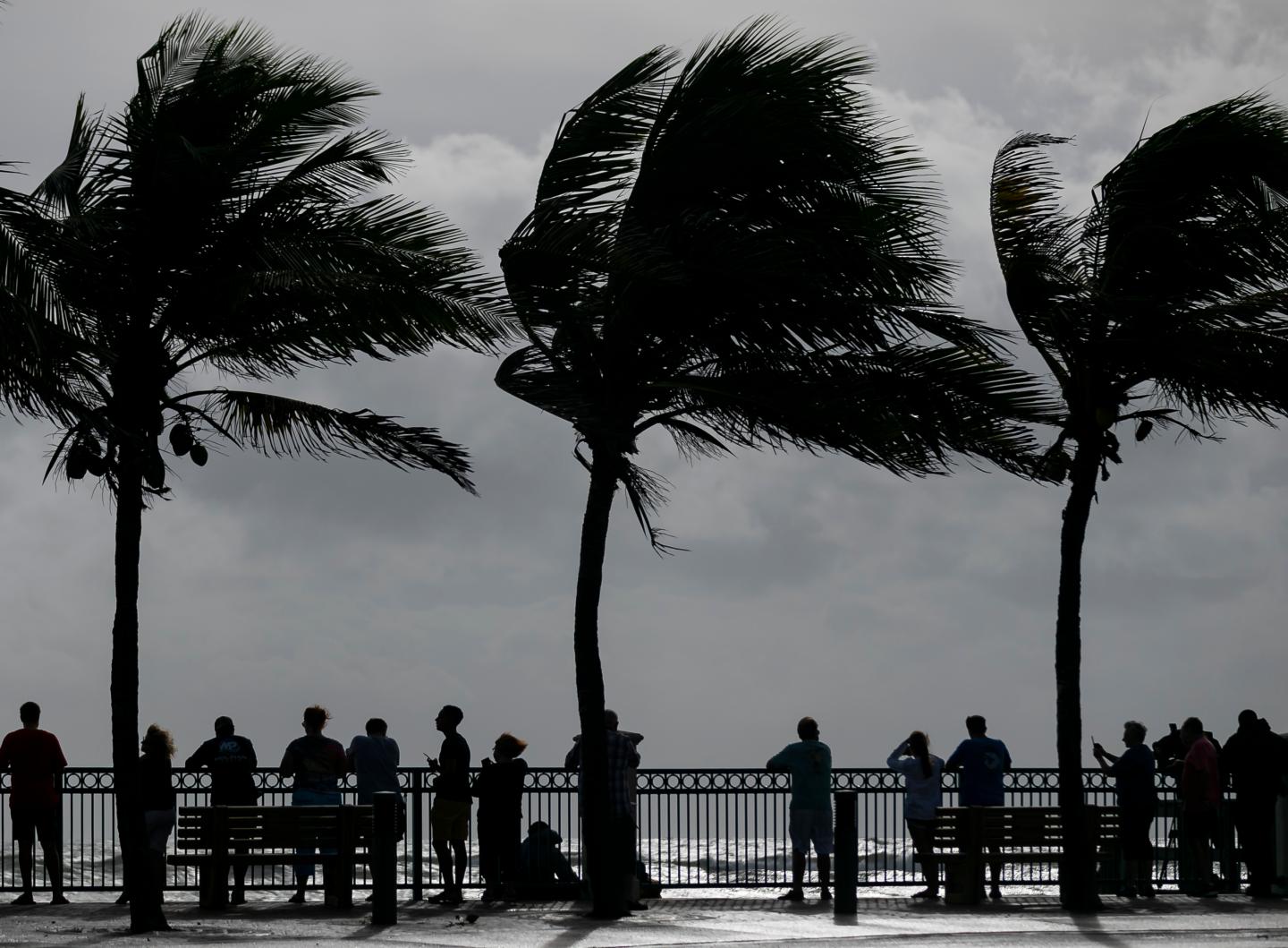 Large palm trees are blown by the strong winds of Hurricane Dorian