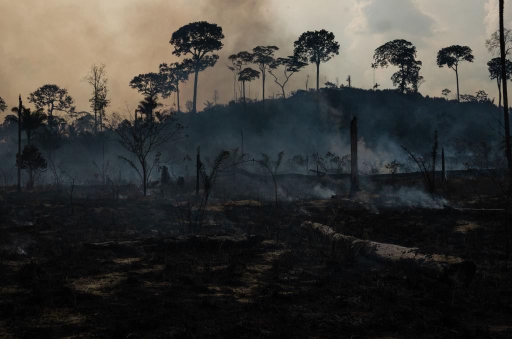 investors call on companies to address deforestation
