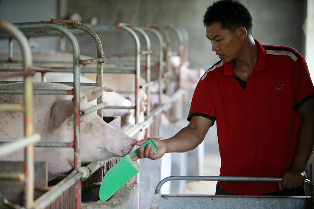 Pork Prices In China Fall At End Of July, Statistic Bureau Says