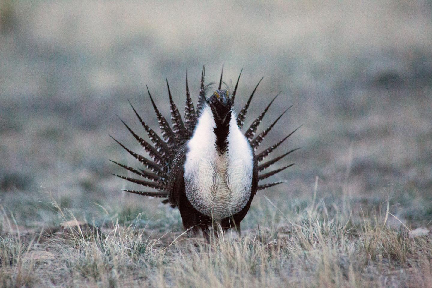 Wildlife, ranching and oil & gas interests sometimes collide on Wyoming's land
