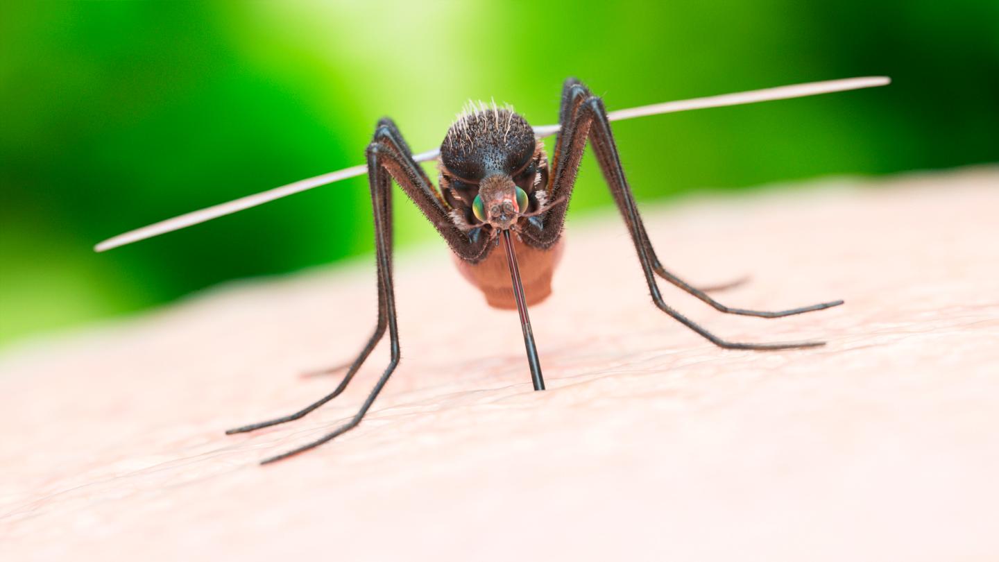 Malaria Eradicate Expers