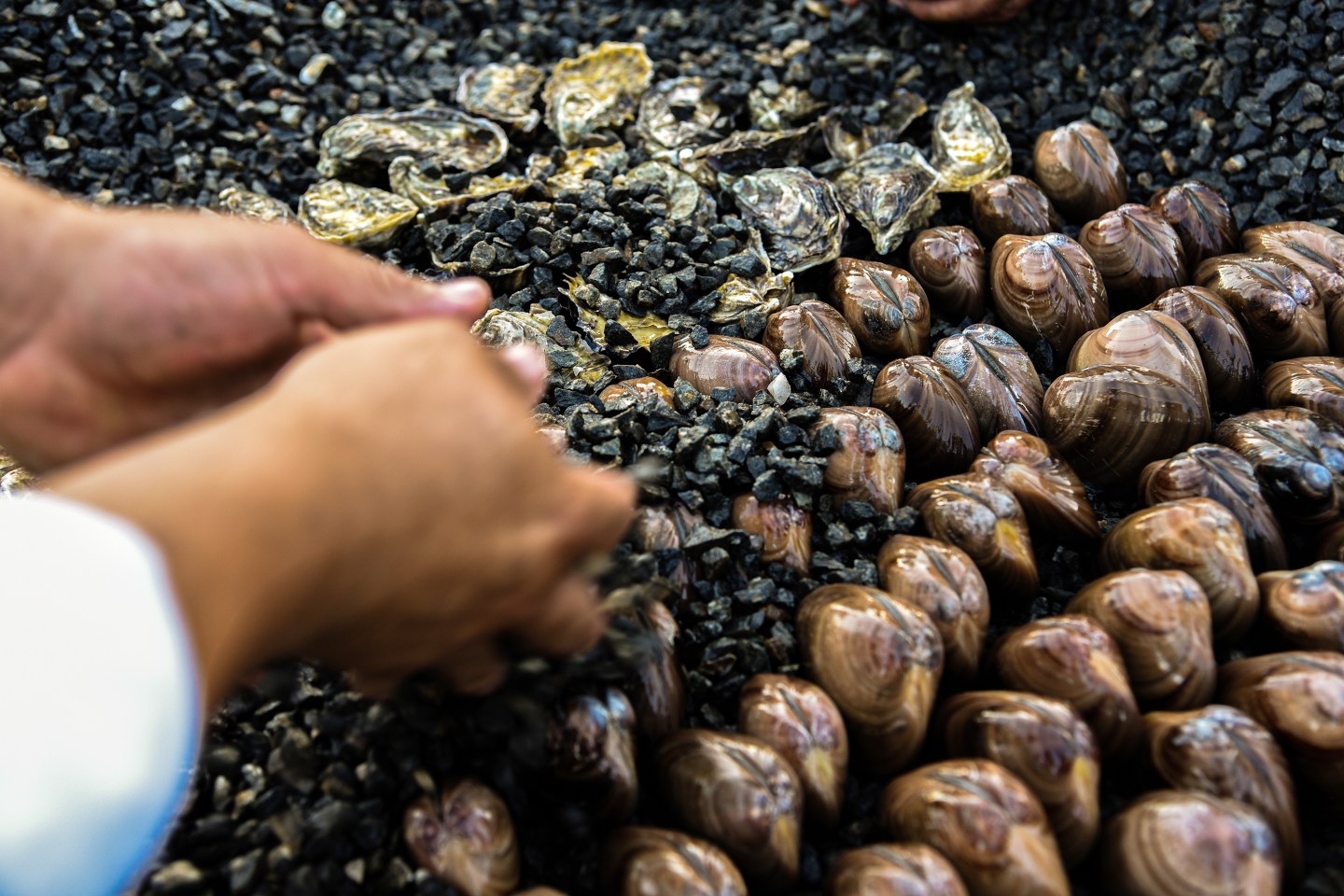 Solaz Cabo Tatemada Clams