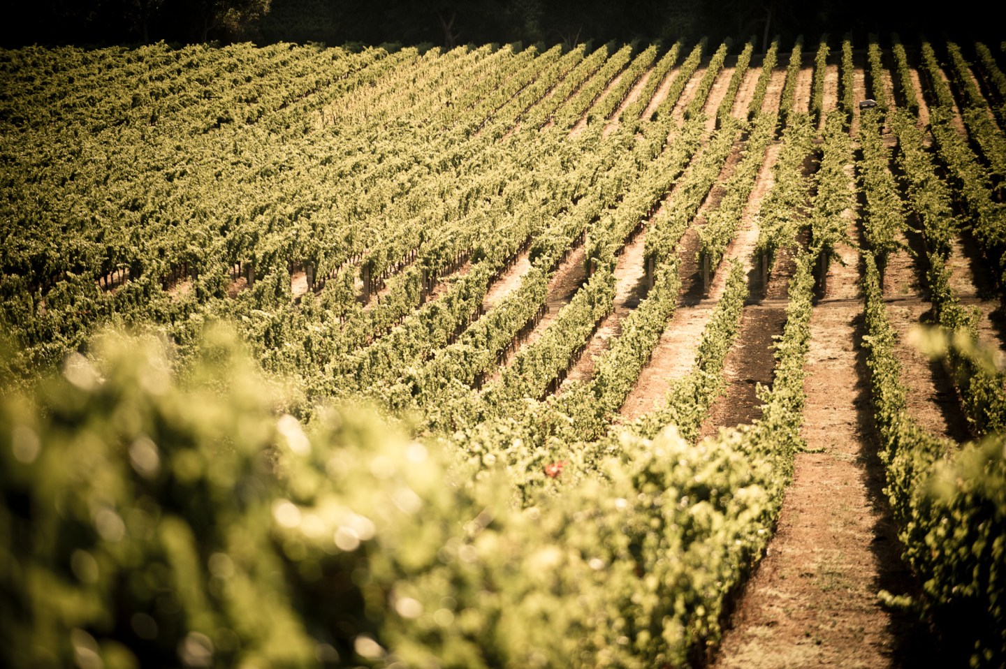The vineyards at Stags’ Leap Winery in Yountville, Calif.