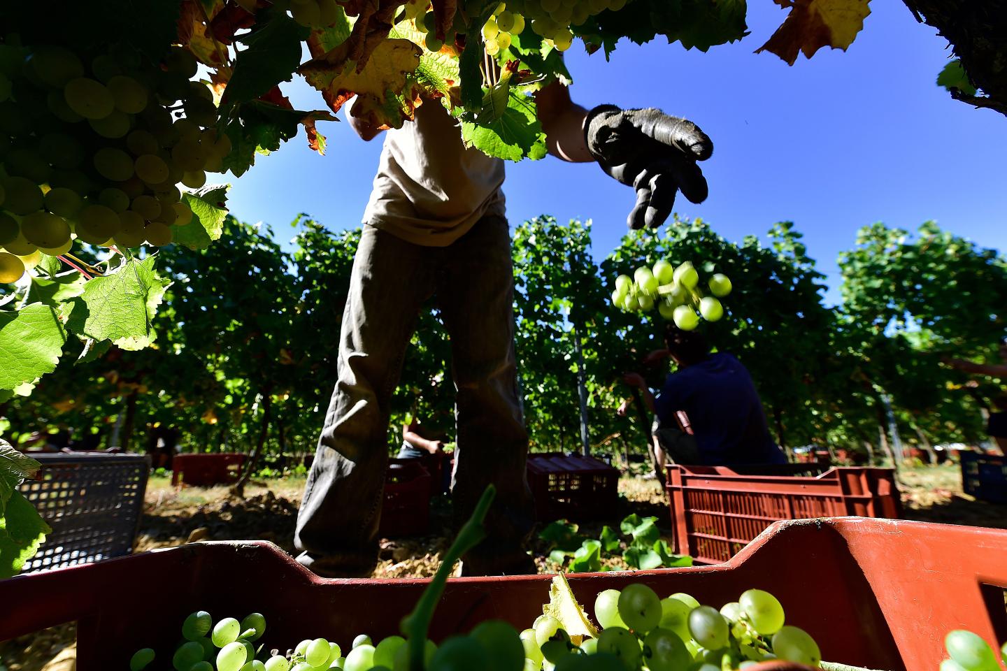 White Bordeaux Wines Are Picking Up Steam. Here’s What You Should Know