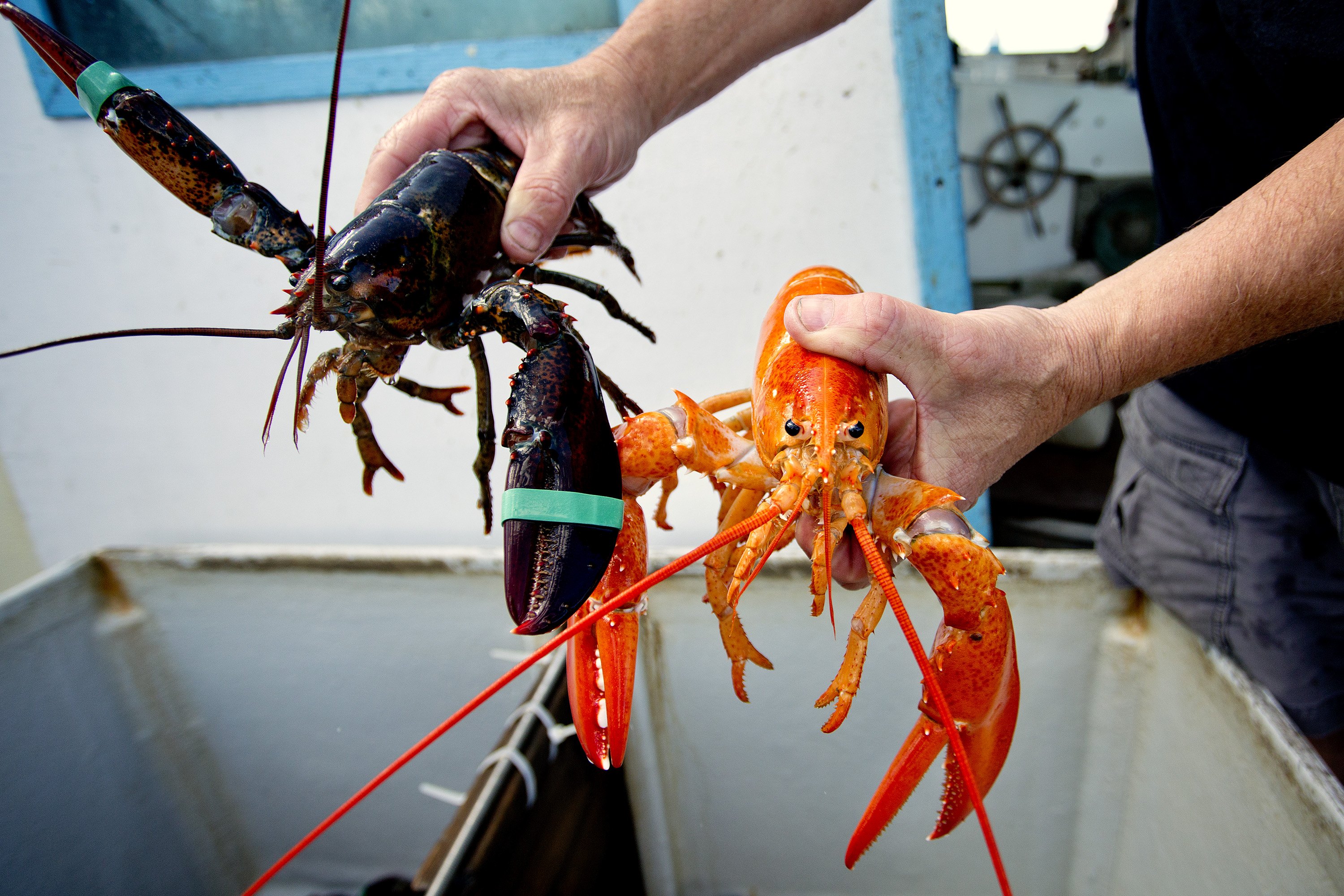 Orange lobster