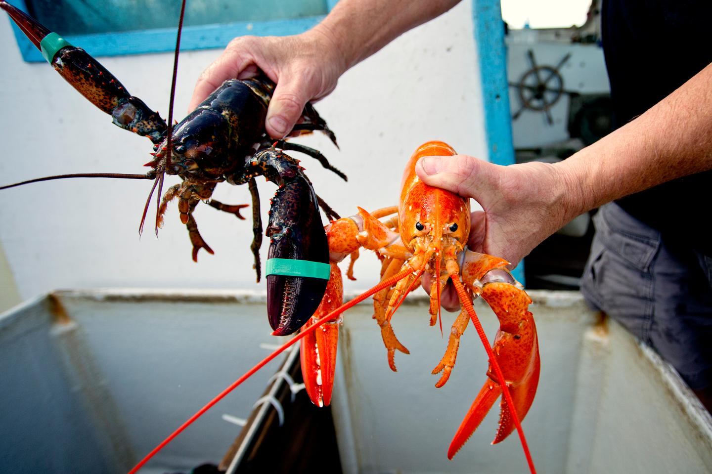 Orange lobster