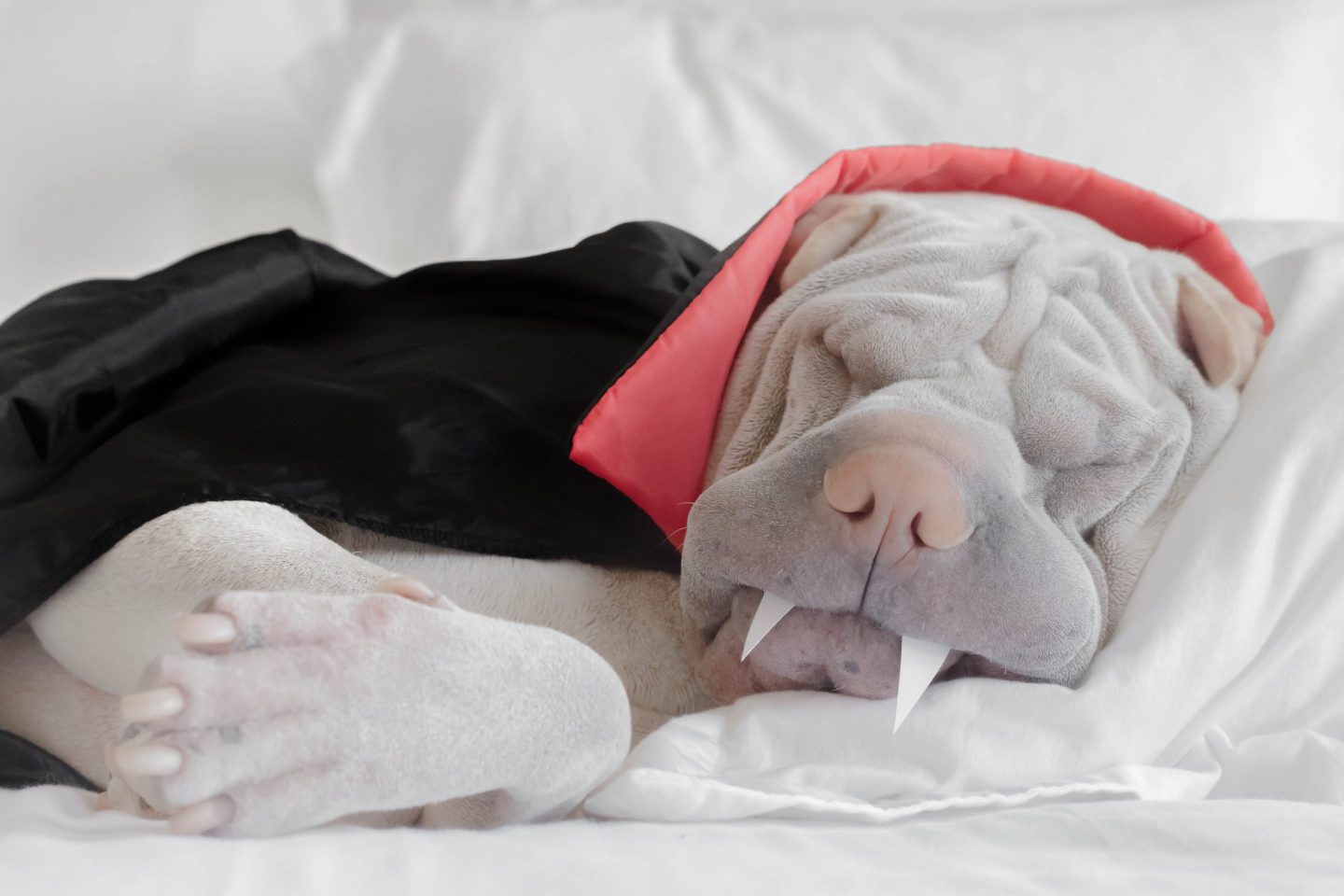 Shar pei dog dressed as a vampire sleeping