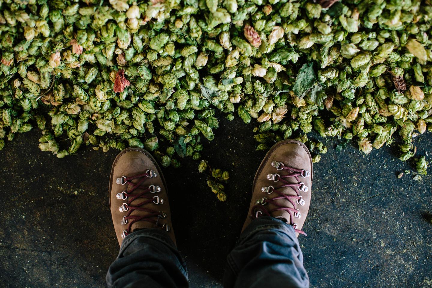 fresh-wet-hop-beers