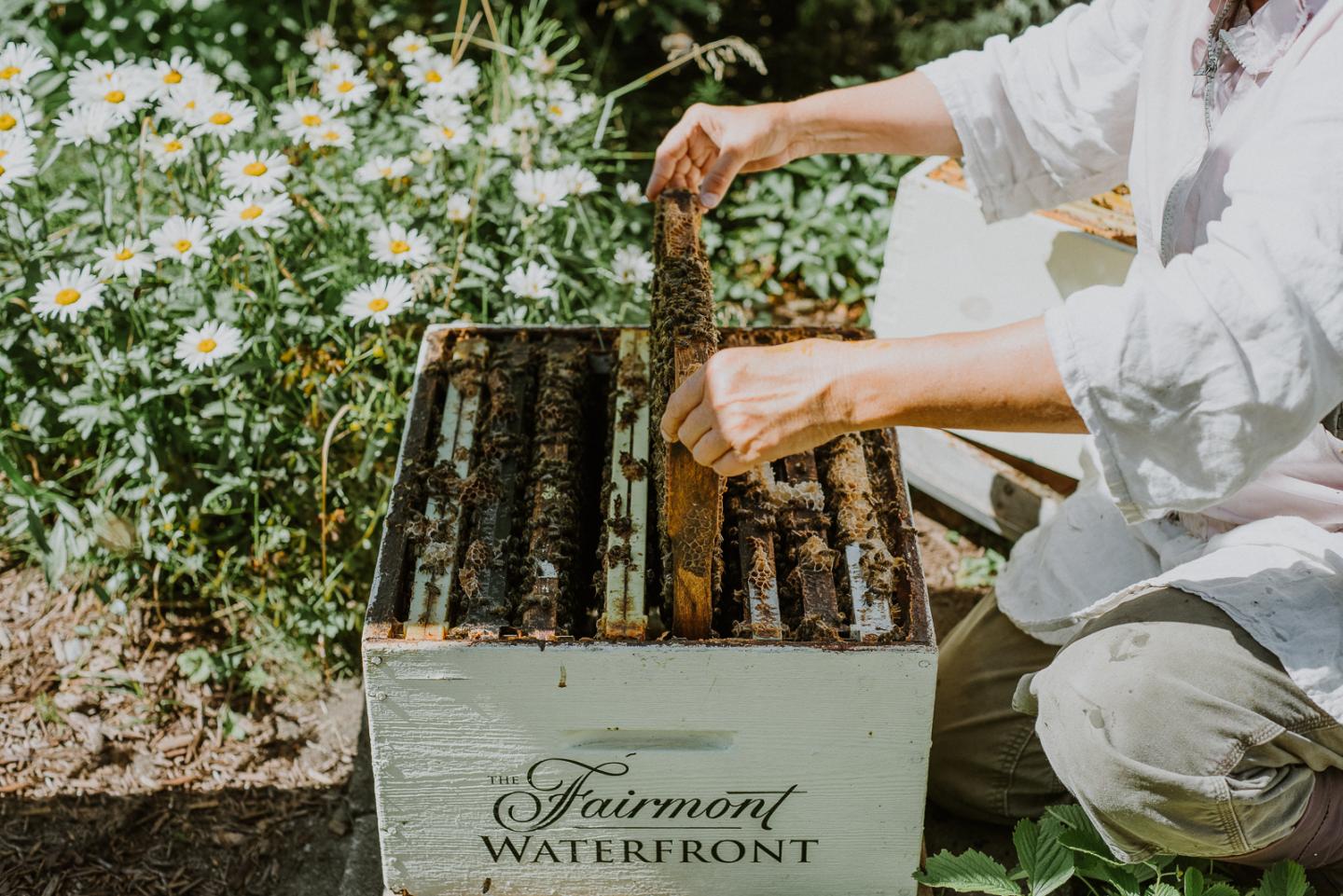Get Buzzed at Your Next Hotel Stay Thanks to These Rooftop Beehives