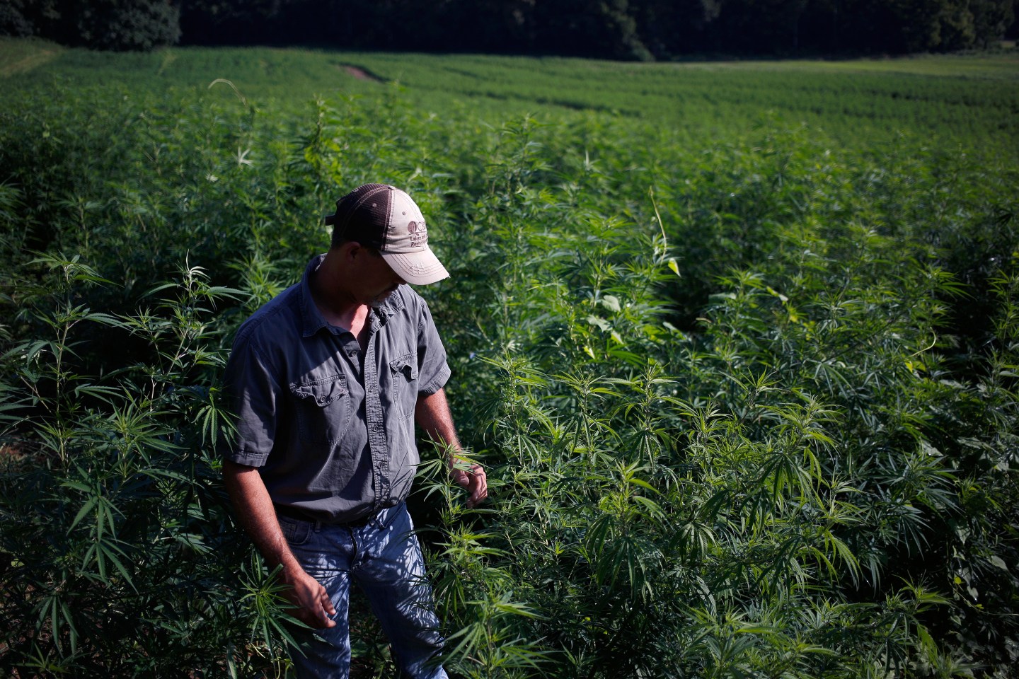 CBD-Hemp-Farmer-Kentucky