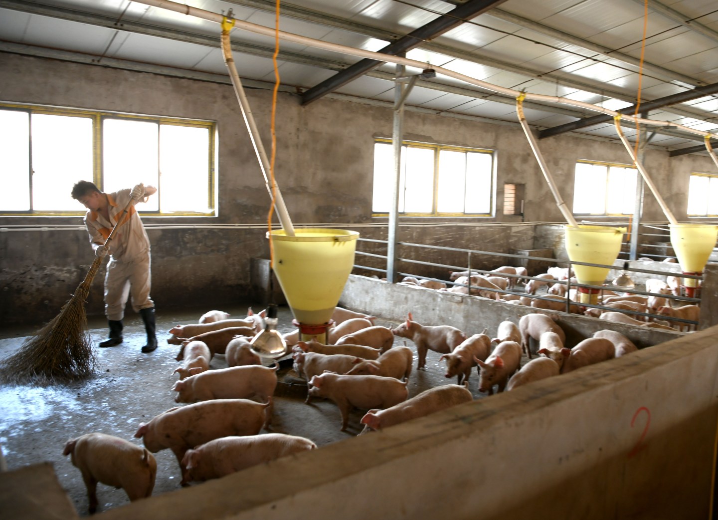 HUAINAN, CHINA - OCTOBER 19: Piglets in a pigsty at Liangmu Agricultural Development Co., Ltd on October 19, 2019 in Huainan, Anhui Province of China. (Photo by Chen Bin/VCG via Getty Images)