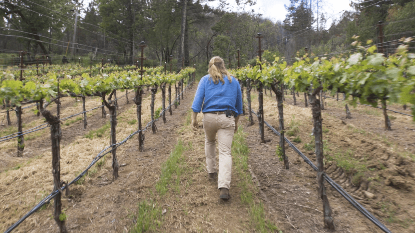 How Northern California Winery Owners Are Rebuilding in the Aftermath of ‘Despair’