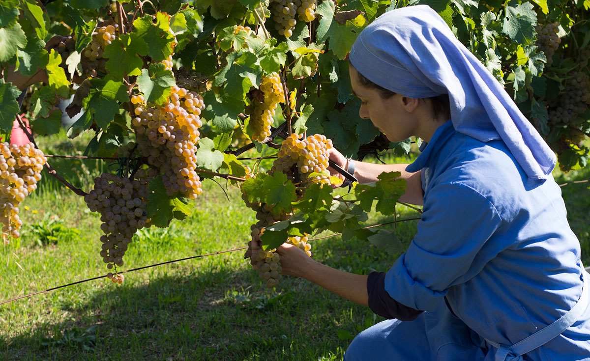 The sisters of the Cistercian Order