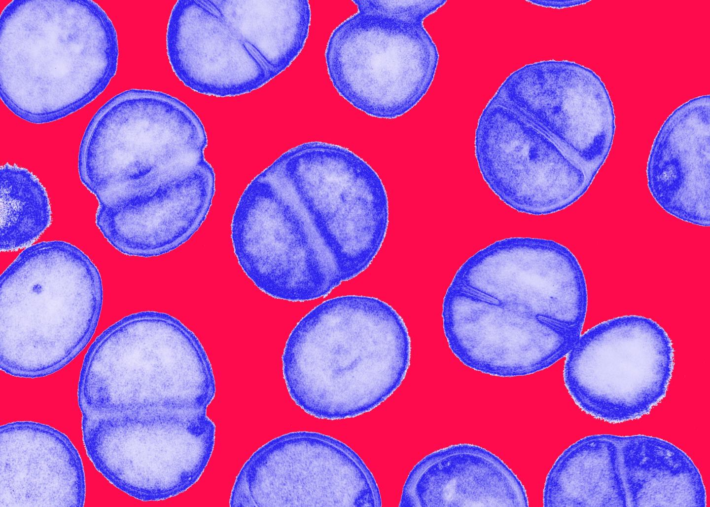 MRSA bacteria. Coloured transmission electron micrograph (TEM) of Methicillin-resistant Staphylococcus aureus (MRSA), a Gram-positive, round (coccus) bacterium.