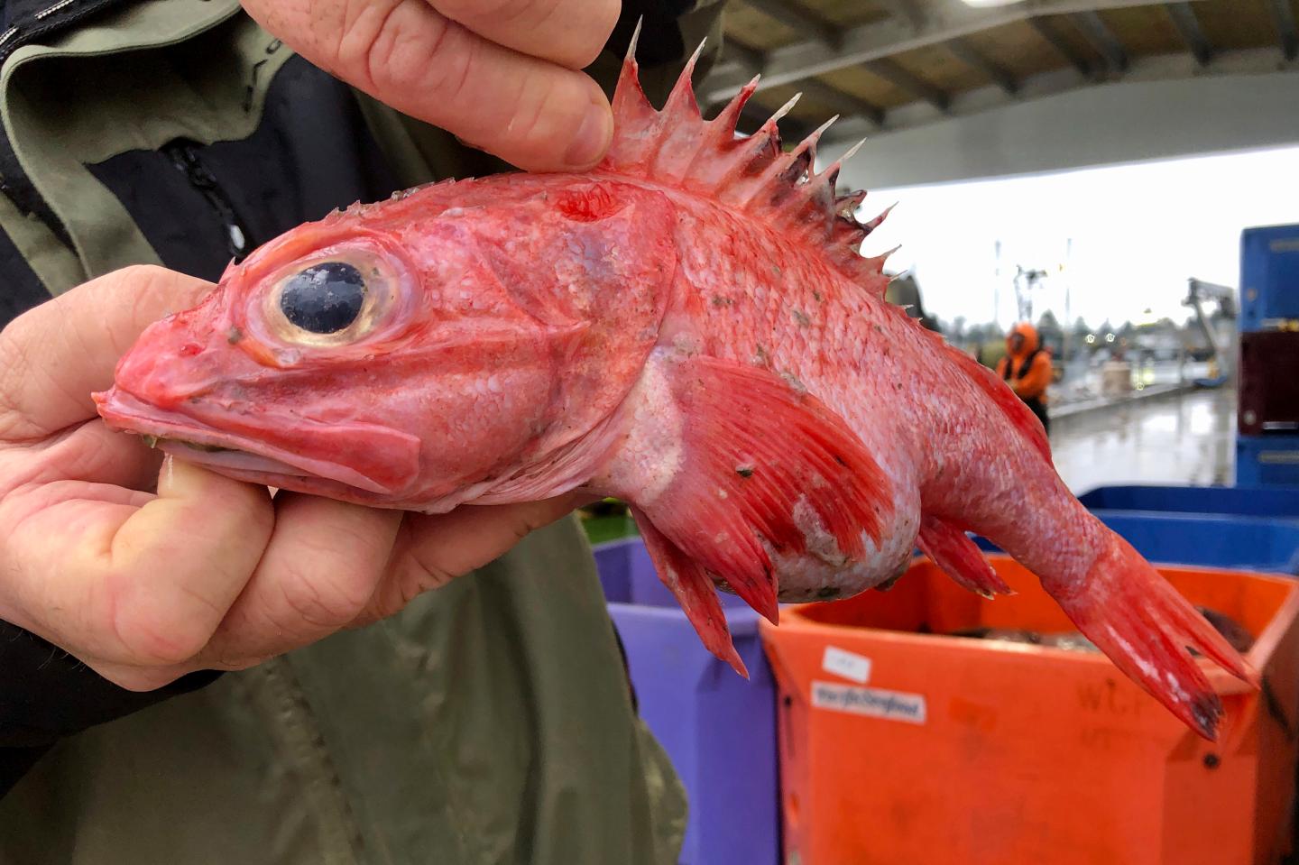 Rockfish Rebound