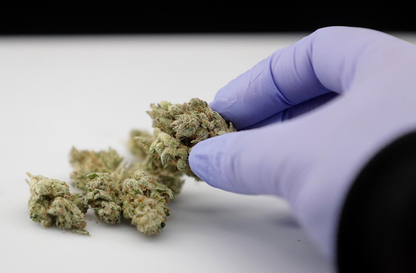 Cannabis samples at a lab in Oakland, CA.