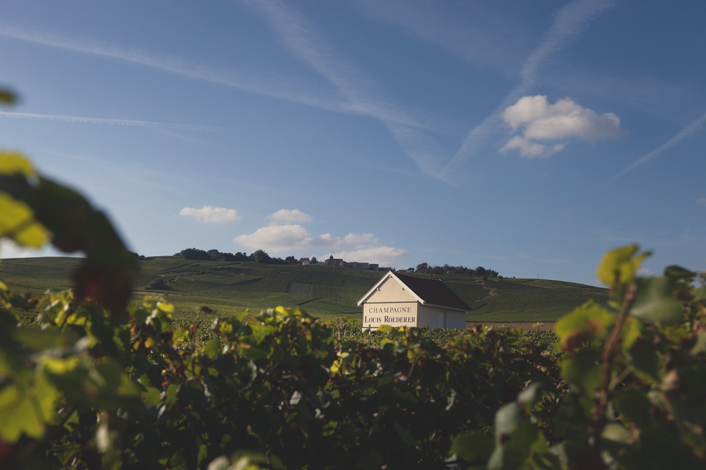The vineyards at Louis Roederer in Reims, France.