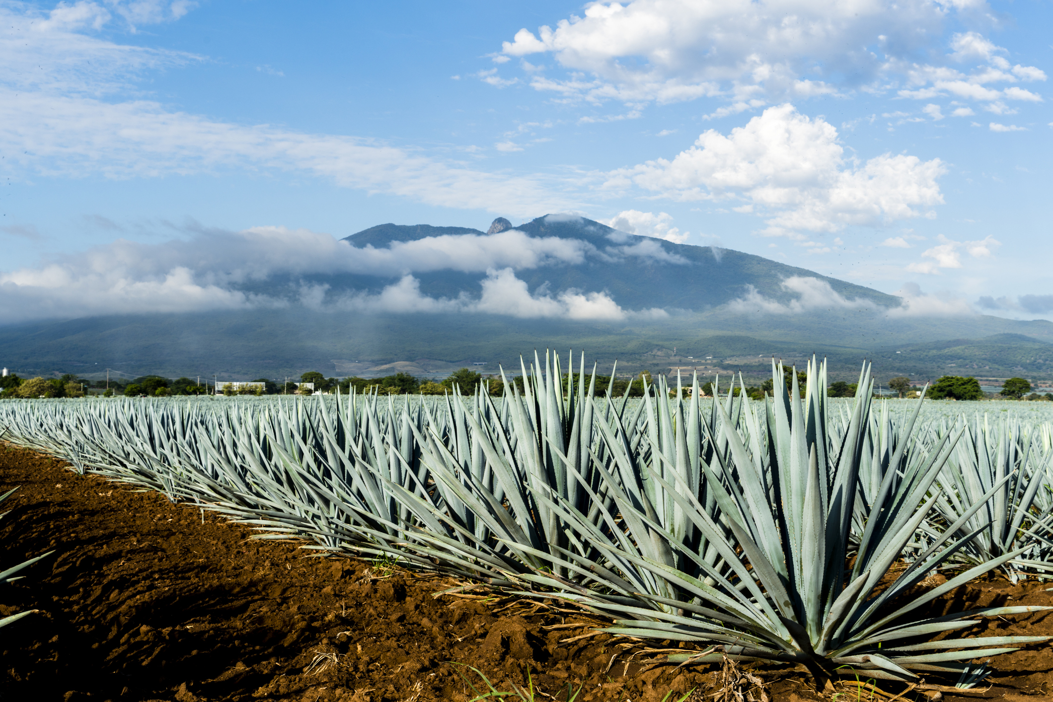 Mexico's Tequila Shortage Might Be Over Soon | Fortune