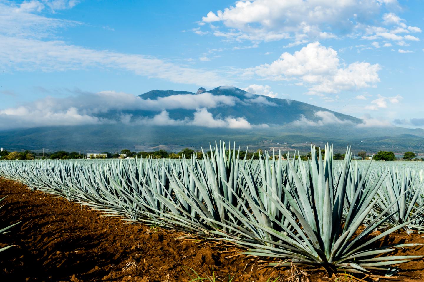 The Tequila Shortage Could Be Almost Over
