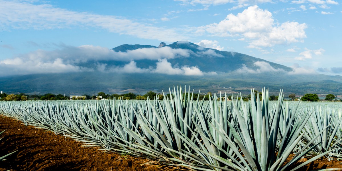 Mexico's Tequila Shortage Might Be Over Soon | Fortune
