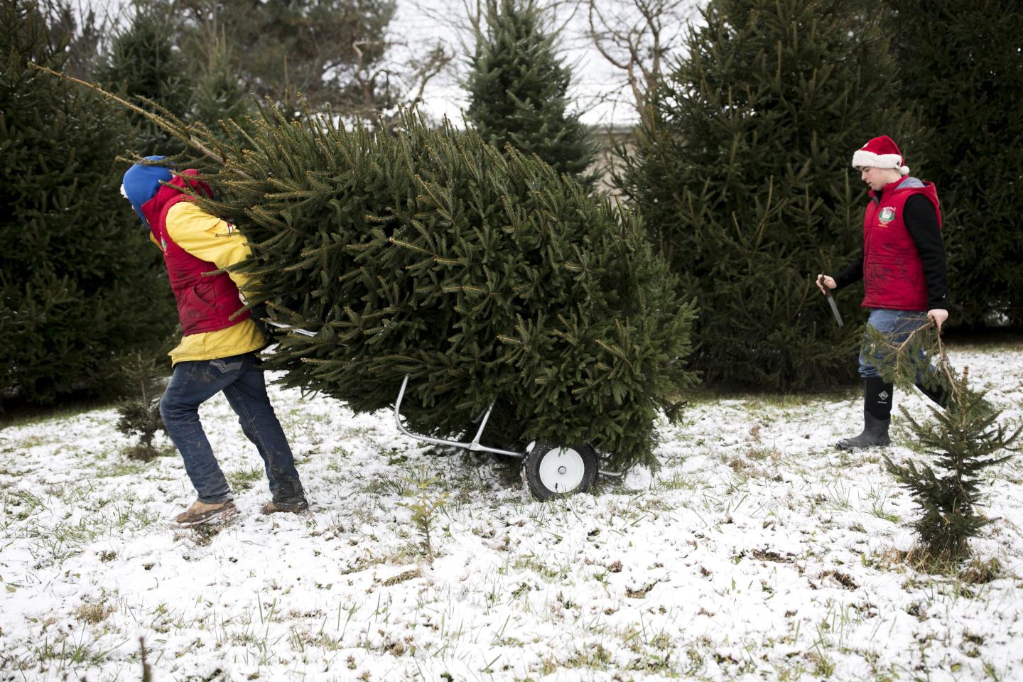 Sorry Virginia, Your Christmas Tree Will Be More Expensive This Year