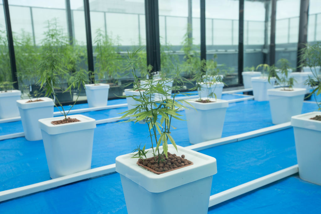 Cannabis plants used for medical purposes seen being display