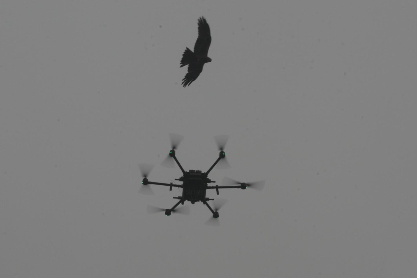 drone