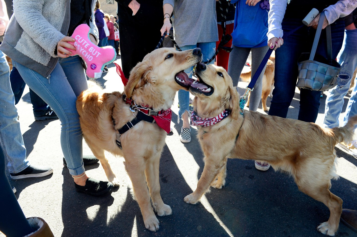 Golden-Retrievers-Colorado