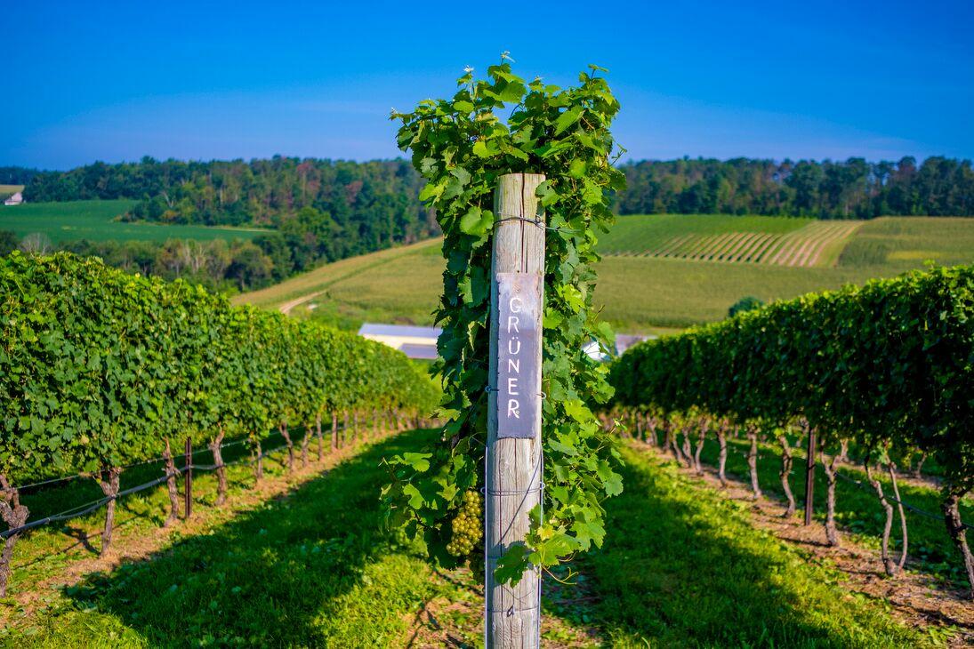 How a Winemaker’s Plant-Based Diet Led Her to Grow Austrian Grapes in Pennsylvania