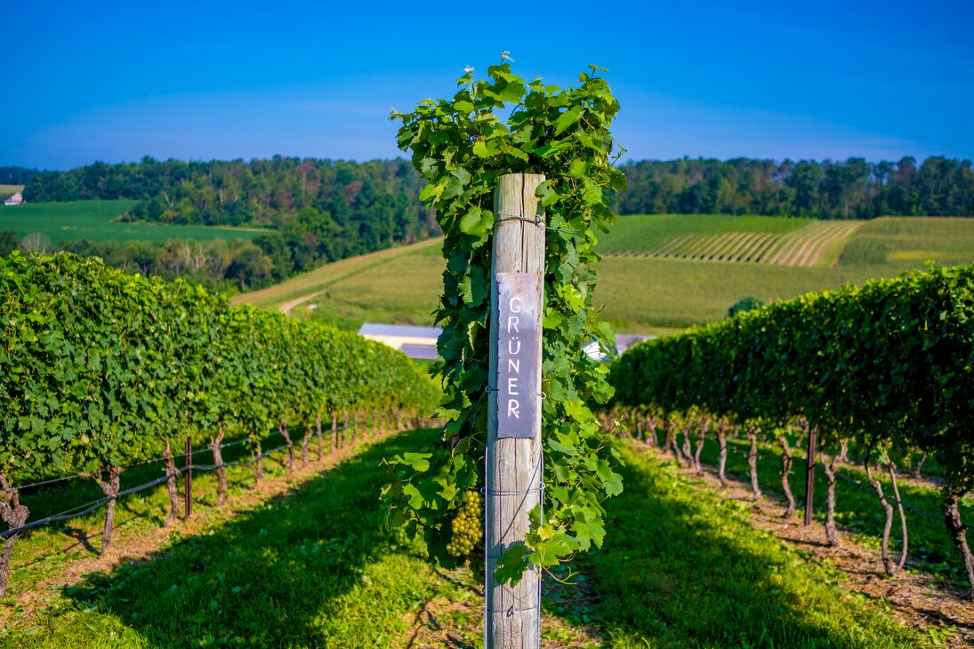 Gruner grapes on the vines.