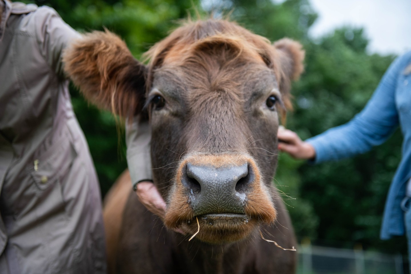 The mental health benefits of cow cuddling