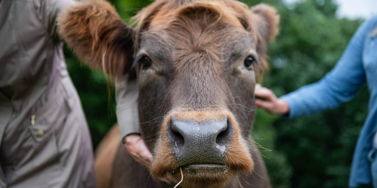 Emotional support animals: Cow cuddling is now popular in therapy ...